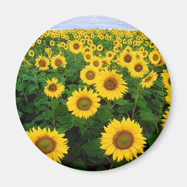 Aimant Fleurs de soleil (Devant)
