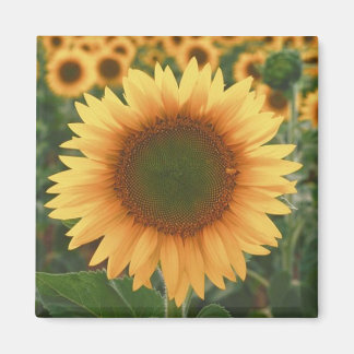 Aimant Fleurs de soleil