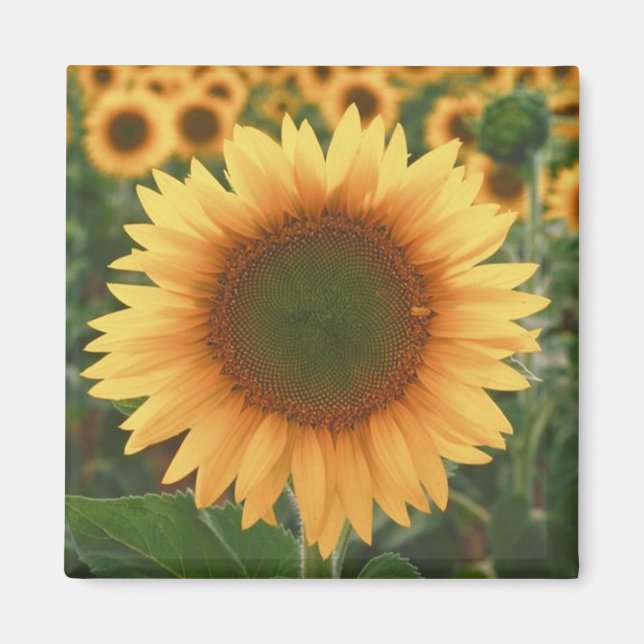 Aimant Fleurs de soleil (Devant)