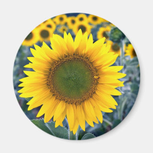 Aimant Fleurs de tournesols