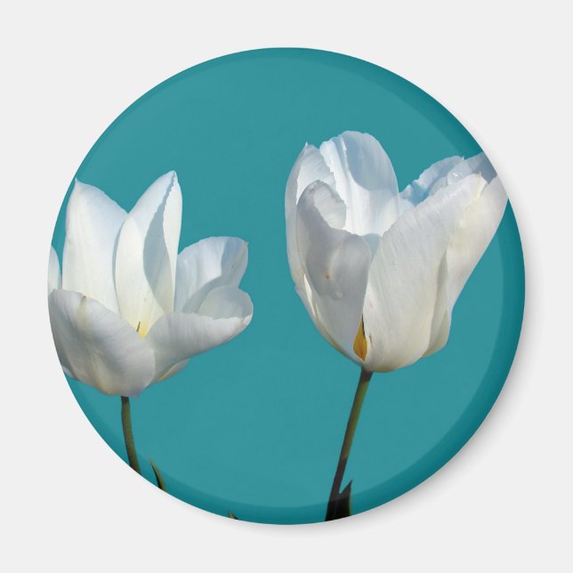 Aimant fleurs de tulipes blanches sur fond bleu aqua (Devant)