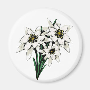 Aimant Fleurs d'edelweiss