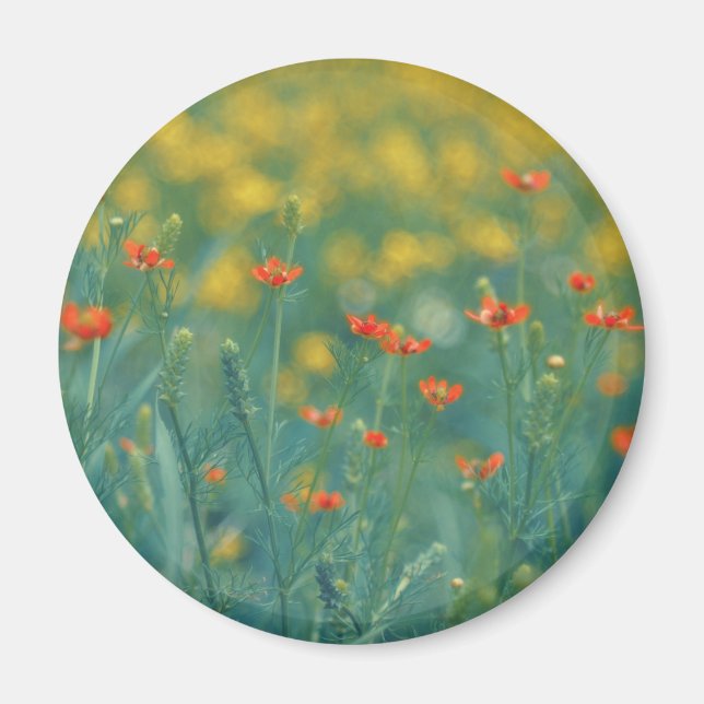 Aimant Fleurs d'été (champ floral) (Fleurs rouges) (Devant)