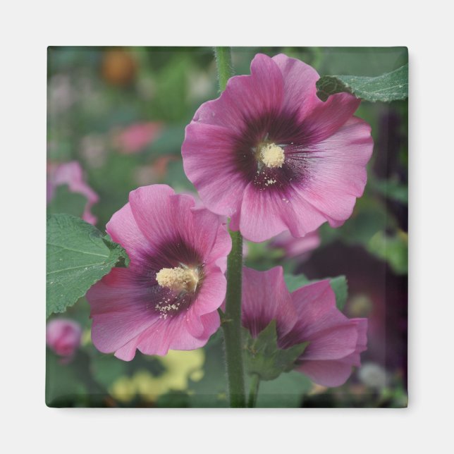 Aimant Fleurs d'hibiscus pourpres (Devant)