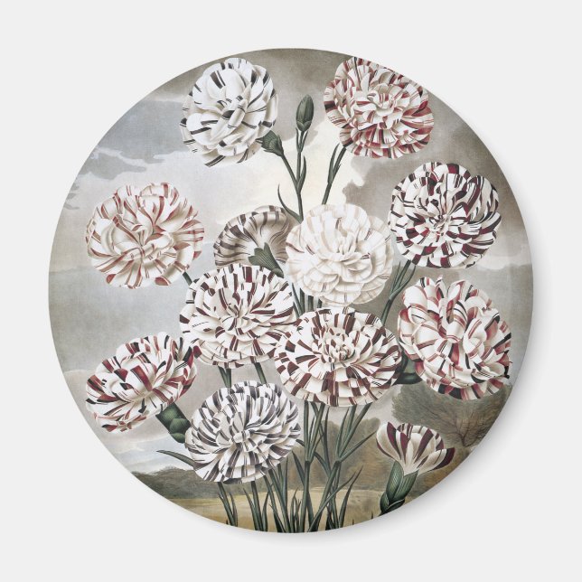 Aimant Fleurs d'œillet panachées vintage avec ciel gris (Devant)