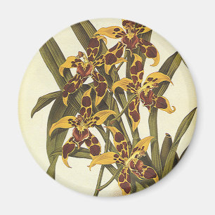 Aimant Fleurs d'orchidées Odontoglossum tropicales vintag