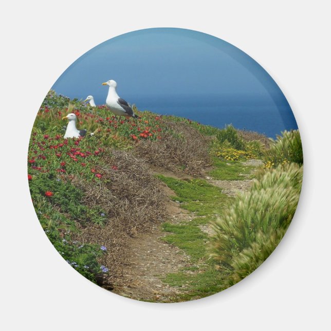 Aimant Fleurs et mouettes sur l'île d'Anacapa (Devant)