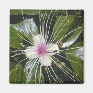 Aimant Fleurs Flora Flora Colorful Motif art amusant