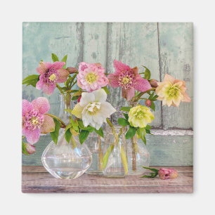 Aimant Fleurs Hellebores dans Vases