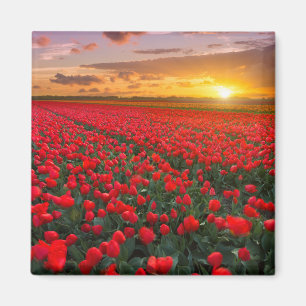 Aimant Fleurs   Jardin botanique Hollande