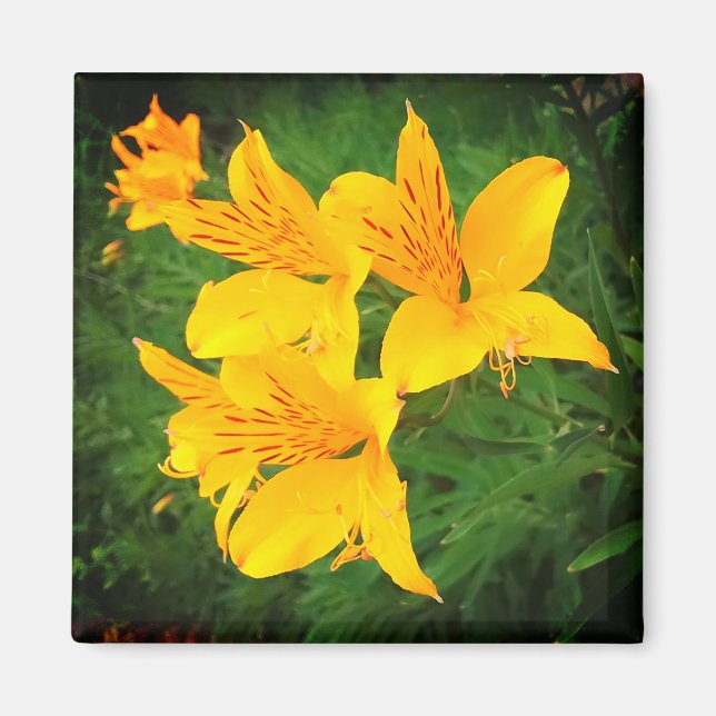 Aimant Fleurs jaunes (Devant)