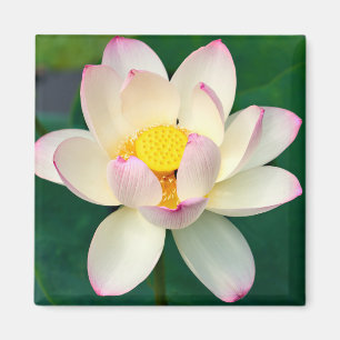 Aimant Fleurs   Lotus Water Flower