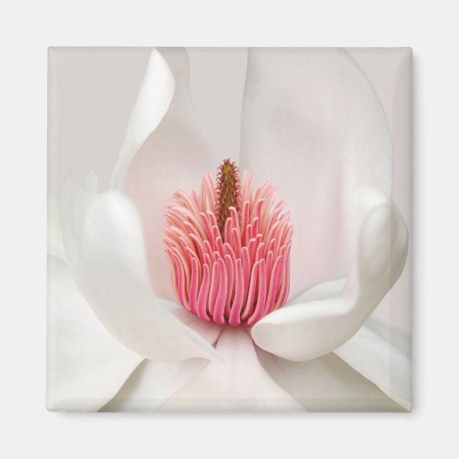 Aimant Fleurs | Magnolia blanche (Devant)