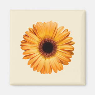 Aimant Fleurs   Orange Gerbera