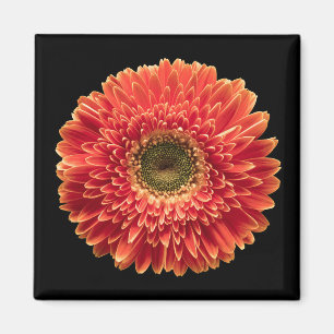 Aimant Fleurs Orange Gerbera Daisy