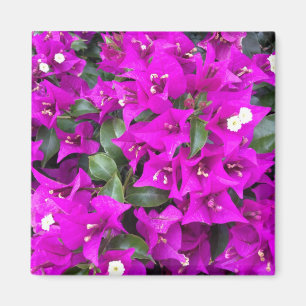 Aimant Fleurs pourpres vibrantes de bouganvillée
