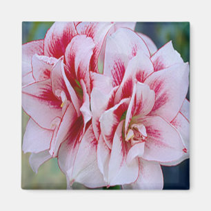 Aimant Fleurs Roses