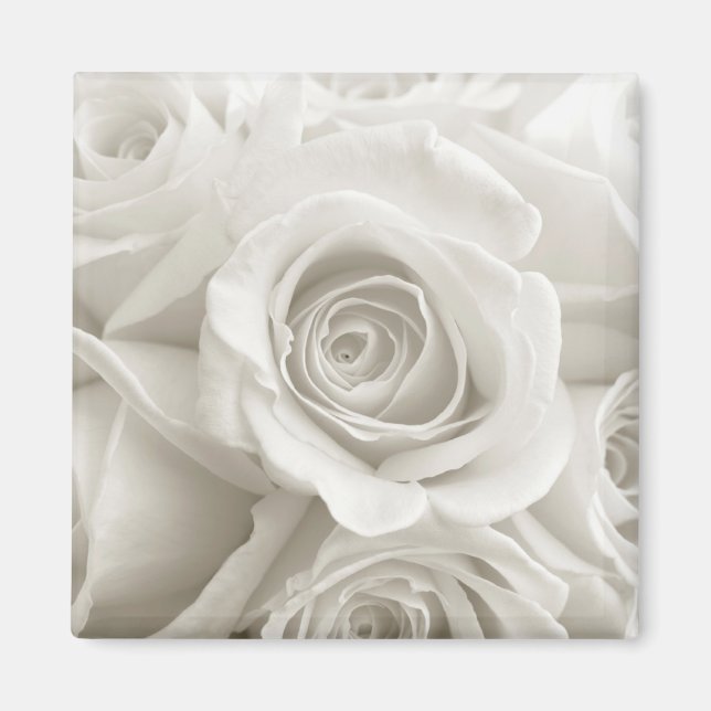 Aimant Fleurs | Roses blanches (Devant)