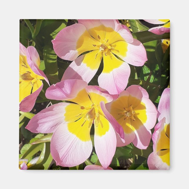 Aimant Fleurs roses et jaunes (Devant)