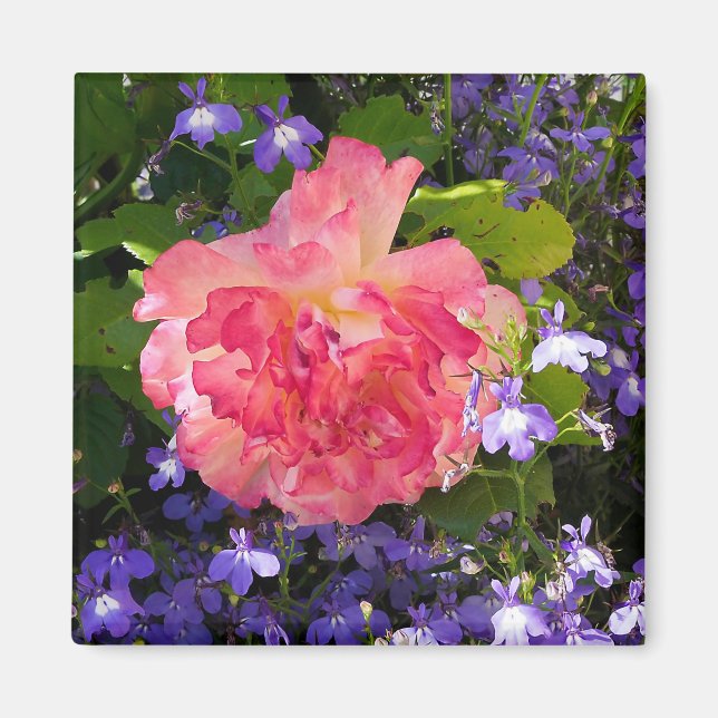 Aimant Fleurs roses roses parmi les fleurs de lobebelia b (Devant)