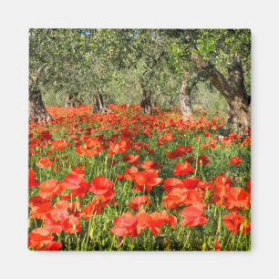 Aimant Fleurs rouges de pavot sous de vieux oliviers