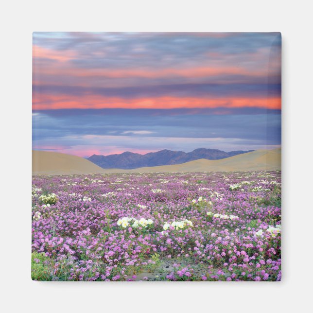 Aimant Fleurs sauvages de Verveine des sables et de Primr (Devant)