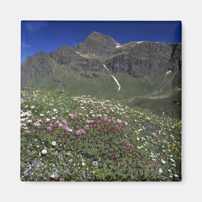 Aimant Fleurs sauvages, en fleurs, Alpes, Suisse (Devant)