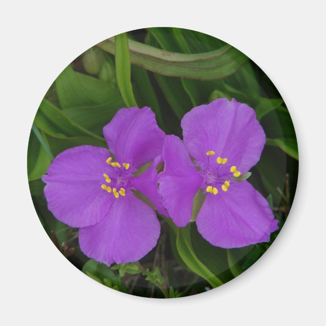 Aimant Fleurs sauvages Fuchsia Spiderwort Cadeaux de Hot  (Devant)
