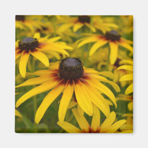Aimant Fleurs Susan aux yeux noirs