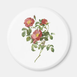 Aimant Fleurs Vintage Floral Rose Rouge de l'Amour par Re