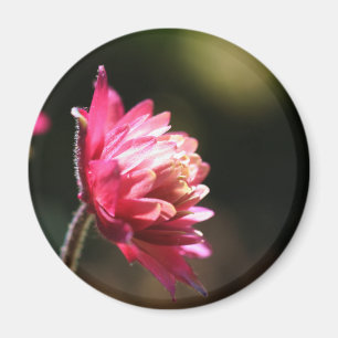 Aimant floral de lumière du soleil rouge de fleur