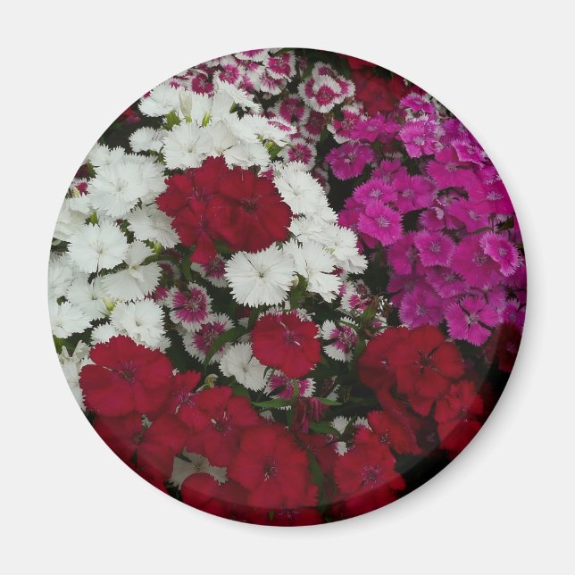 Aimant Floral Dianthus blanc, rose et rouge (Devant)