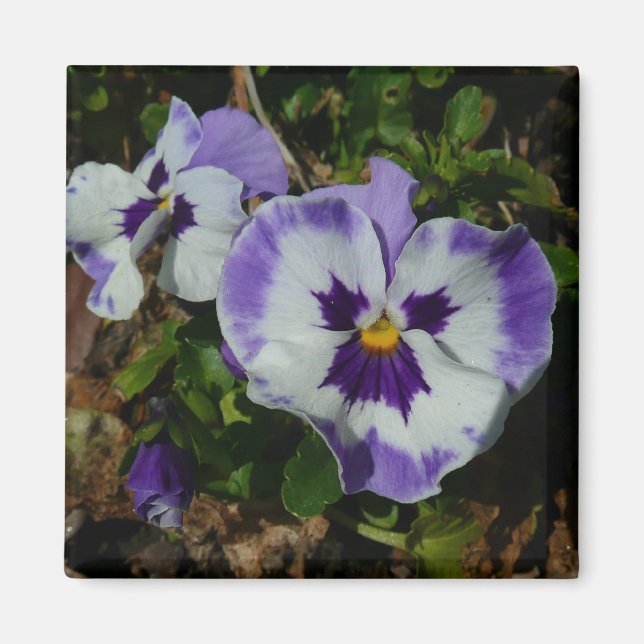 Aimant Floral Purple and White Pansies (Devant)