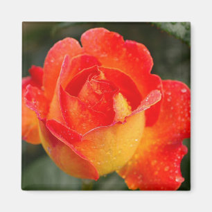 Aimant Floral Rose orange
