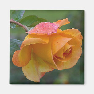 Aimant Floral Rose orange 2