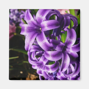 Aimant Flore de printemps Blue Hyacinth II
