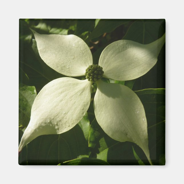 Aimant Flore printanière du Dogwood illuminé (Devant)