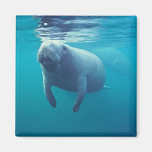 Aimant Florida Manatee