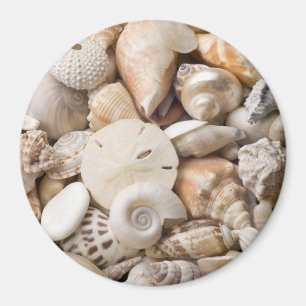 Aimant Florida Sea Shell Arrière - plan - Beach Shells Cu