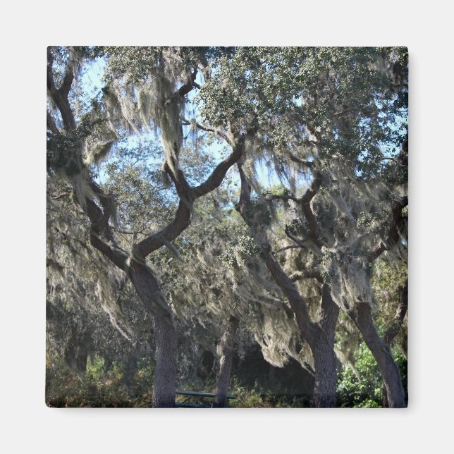 Aimant Floride Espagnol Moss (Devant)