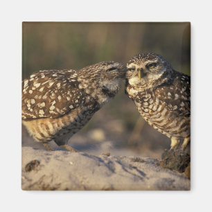 Aimant Floride, Fort Myers. Hibou des terriers appariemen