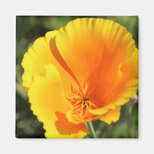 Aimant Flower of California poppy (Devant)