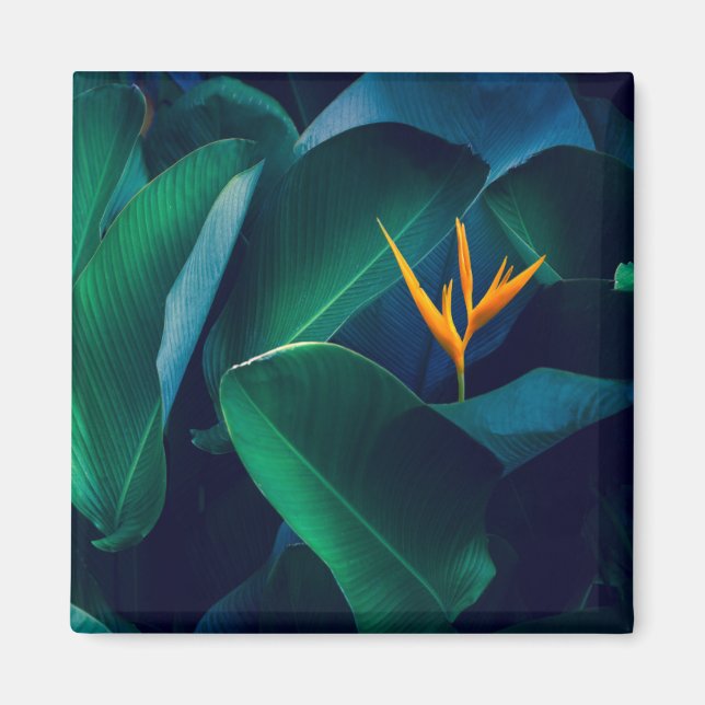 Aimant Flowers | Bird of Paradise (Devant)