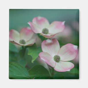 Aimant Flowers (homonymie) Blossoms de Dogwood