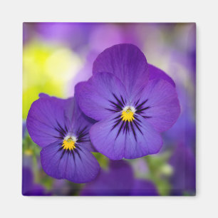 Aimant Flowers (homonymie)   Purple Pansies