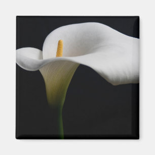 Aimant Flowers (homonymie)   White Calla Lily