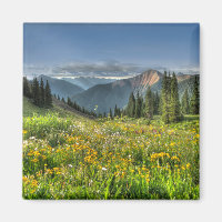 Flowers (homonymie) | Wildflowers Silverton Colora