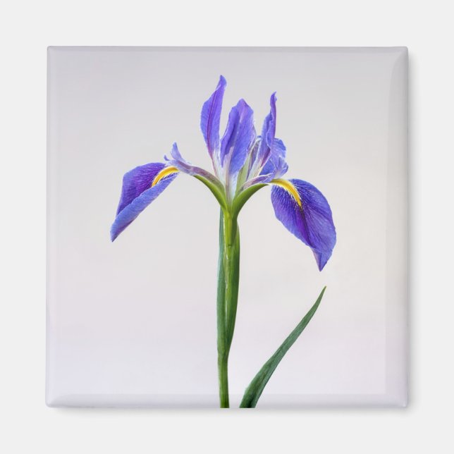 Aimant Flowers | Purple Iris Flower (Devant)
