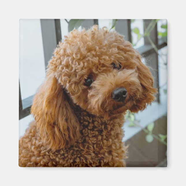 Aimant Fluffy Brown Poodle Chien chiot (Devant)