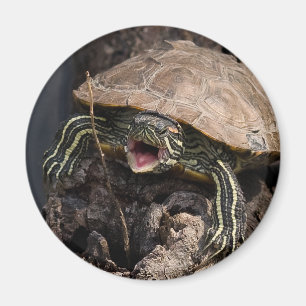 Aimant fol de tortue